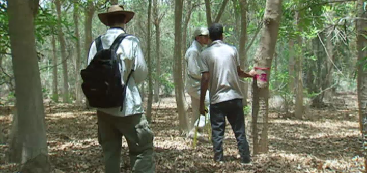 serapiumforest6.png