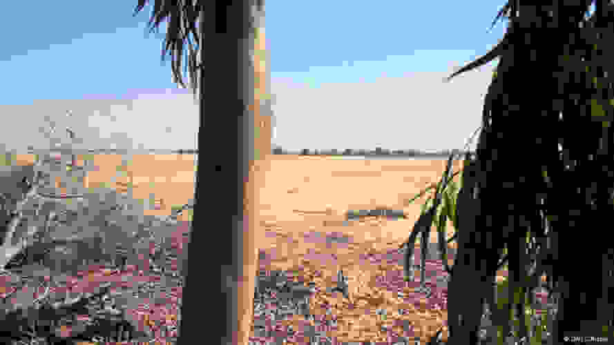 sewage-forest-02-889x500.jpg