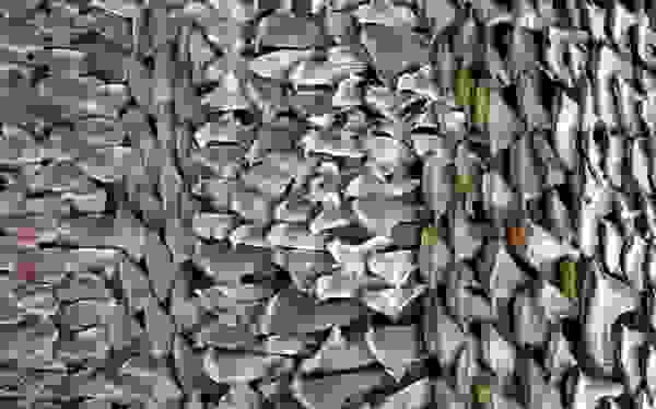 sharkeksi-thumb-large-600x374.jpg
