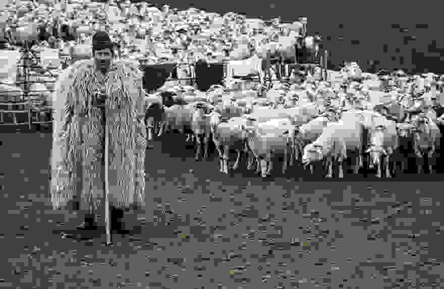 sheep-herds-around-the-world-12.jpg