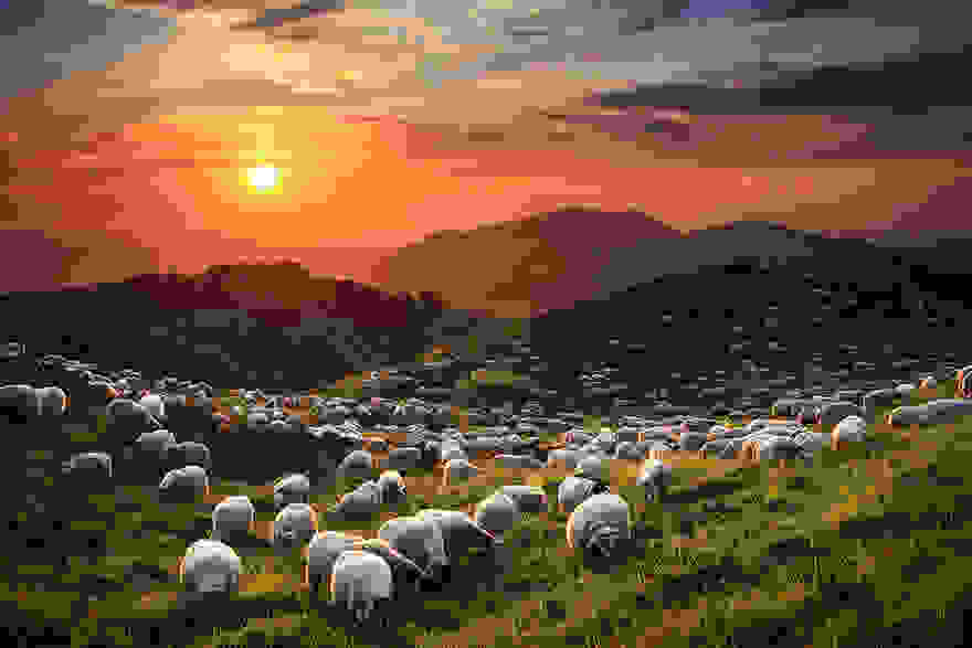 sheep-herds-around-the-world-13.jpg