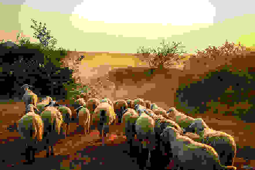 sheep-herds-around-the-world-18.jpg