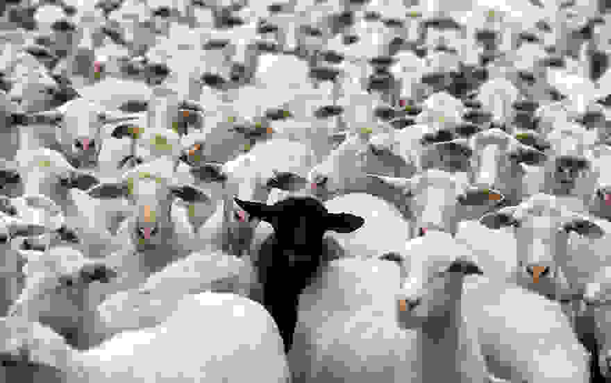 sheep-herds-around-the-world-20.jpg