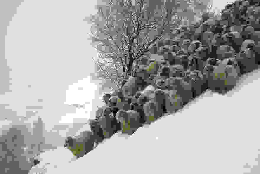 sheep-herds-around-the-world-21.jpg