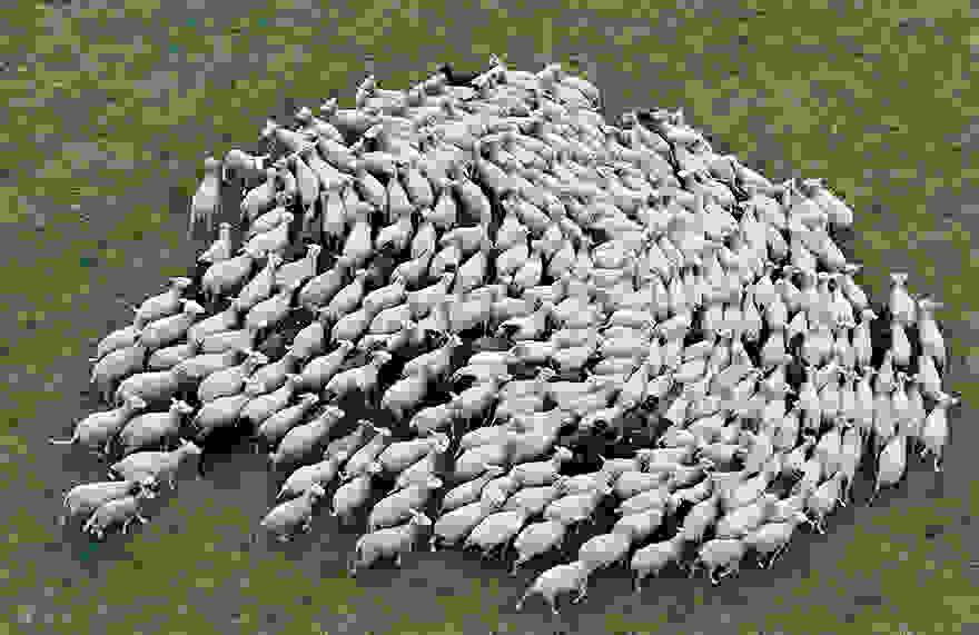sheep-herds-around-the-world-25.jpg
