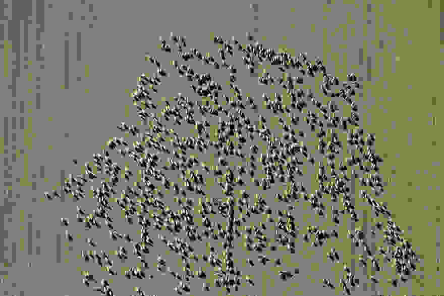 sheep-herds-around-the-world-51.jpg