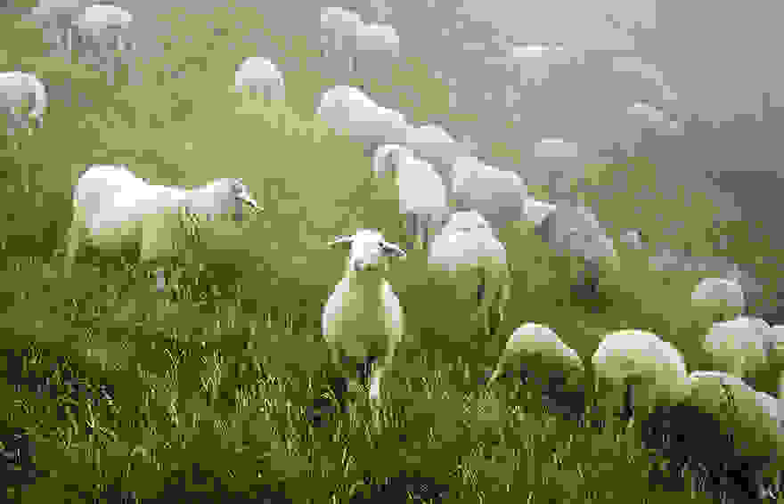 sheep-herds-around-the-world-52.jpg