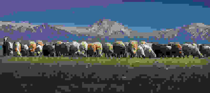 sheep-herds-around-the-world-56.jpg