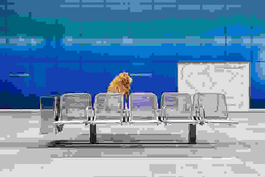 stray-dog-big-city-lion-grossstadtlowe-julia-marie-werner-10.jpg
