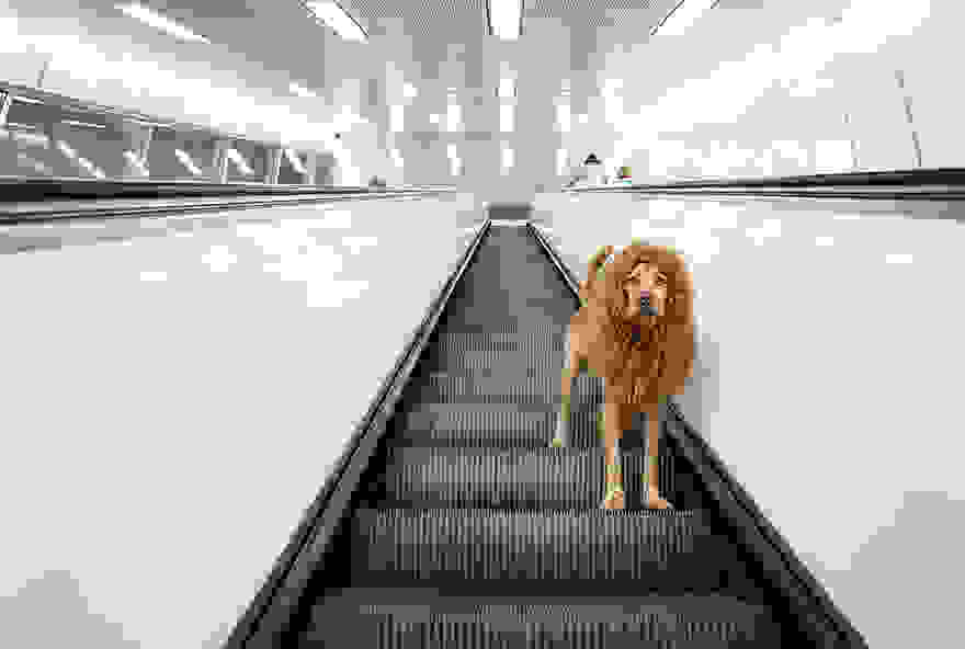 stray-dog-big-city-lion-grossstadtlowe-julia-marie-werner-2.jpg
