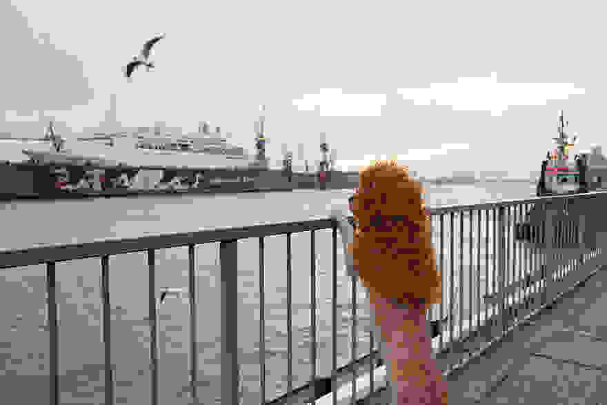 stray-dog-big-city-lion-grossstadtlowe-julia-marie-werner-3.jpg