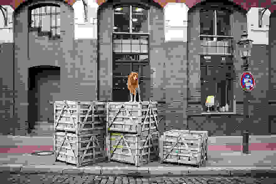 stray-dog-big-city-lion-grossstadtlowe-julia-marie-werner-5.jpg