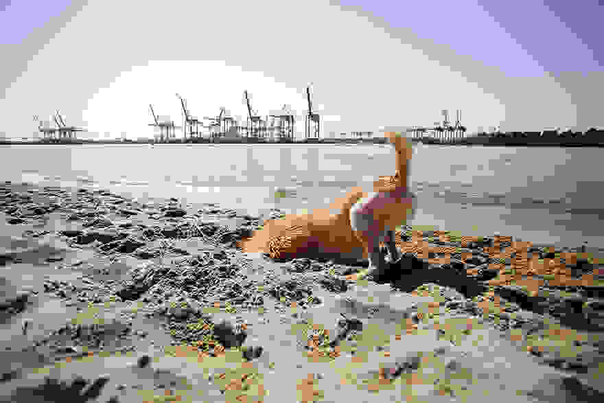 stray-dog-big-city-lion-grossstadtlowe-julia-marie-werner-6.jpg