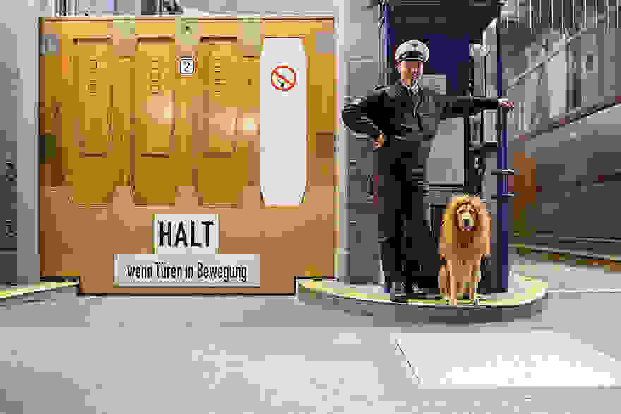 stray-dog-big-city-lion-grossstadtlowe-julia-marie-werner-8.jpg
