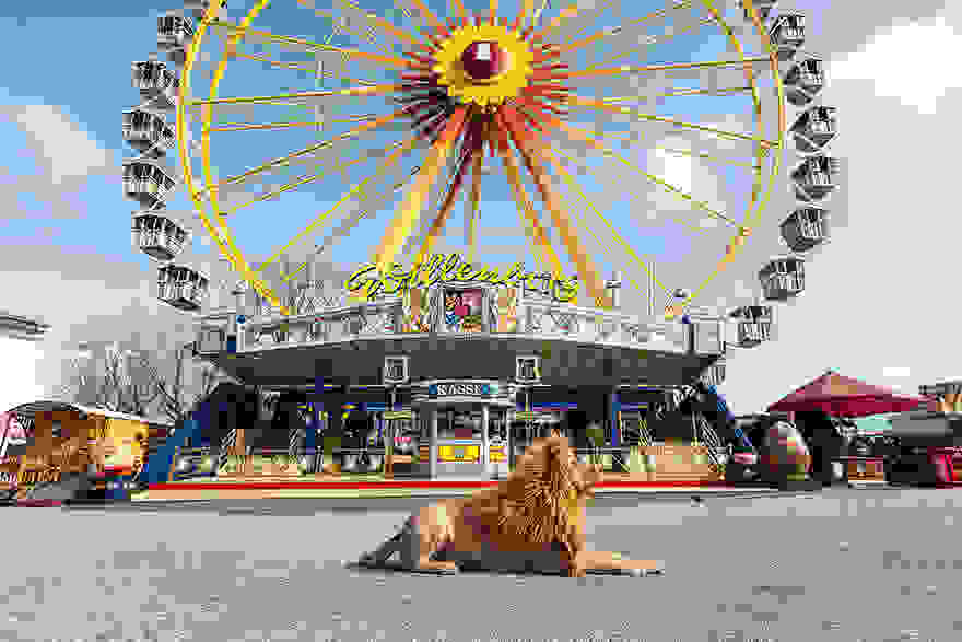 stray-dog-big-city-lion-grossstadtlowe-julia-marie-werner-9.jpg