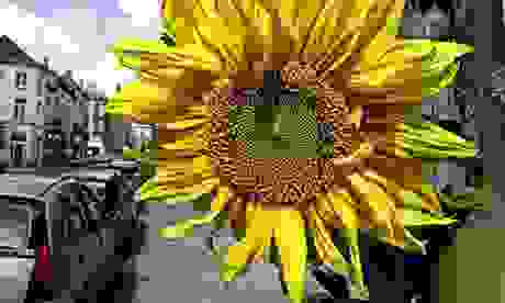 sunflower1.jpg