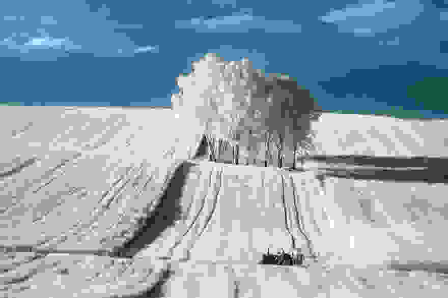 the-majestic-beauty-of-trees-captured-in-infrared-photography-2__880.jpg