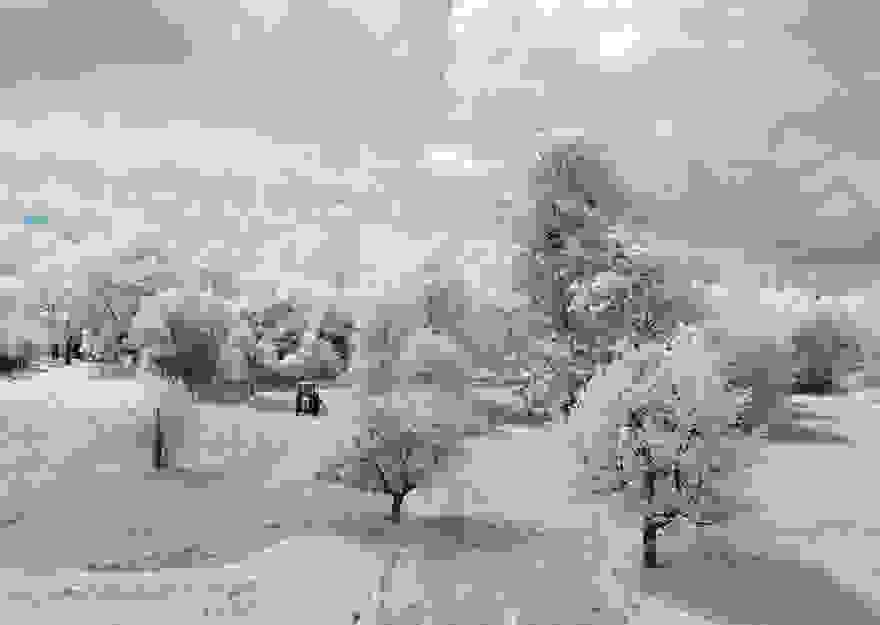 the-majestic-beauty-of-trees-captured-in-infrared-photography-3__880.jpg