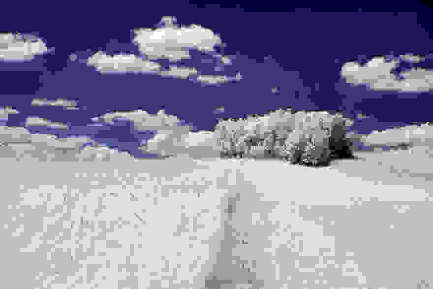 the-majestic-beauty-of-trees-captured-in-infrared-photography-6__880.jpg