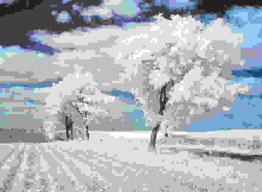 the-majestic-beauty-of-trees-captured-in-infrared-photography-7__880.jpg