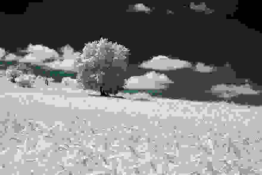 the-majestic-beauty-of-trees-captured-in-infrared-photography-8__880.jpg