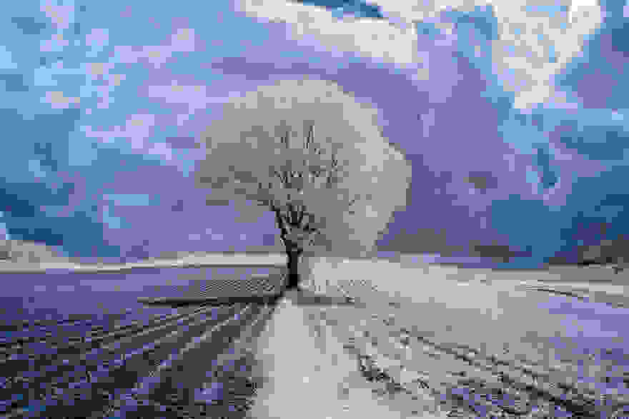 the-majestic-beauty-of-trees-captured-in-infrared-photography__880.jpg