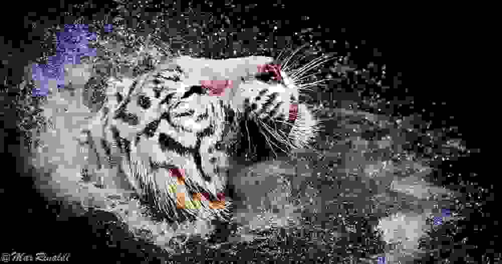 tigers8.jpg