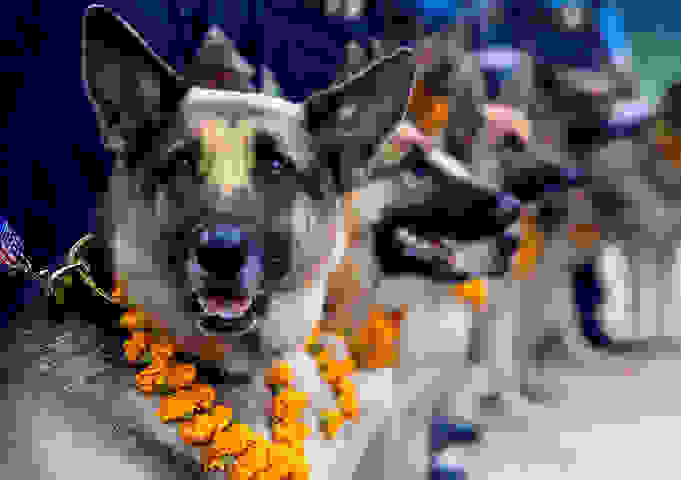 tihar-festival-dog-worshi-005.jpg