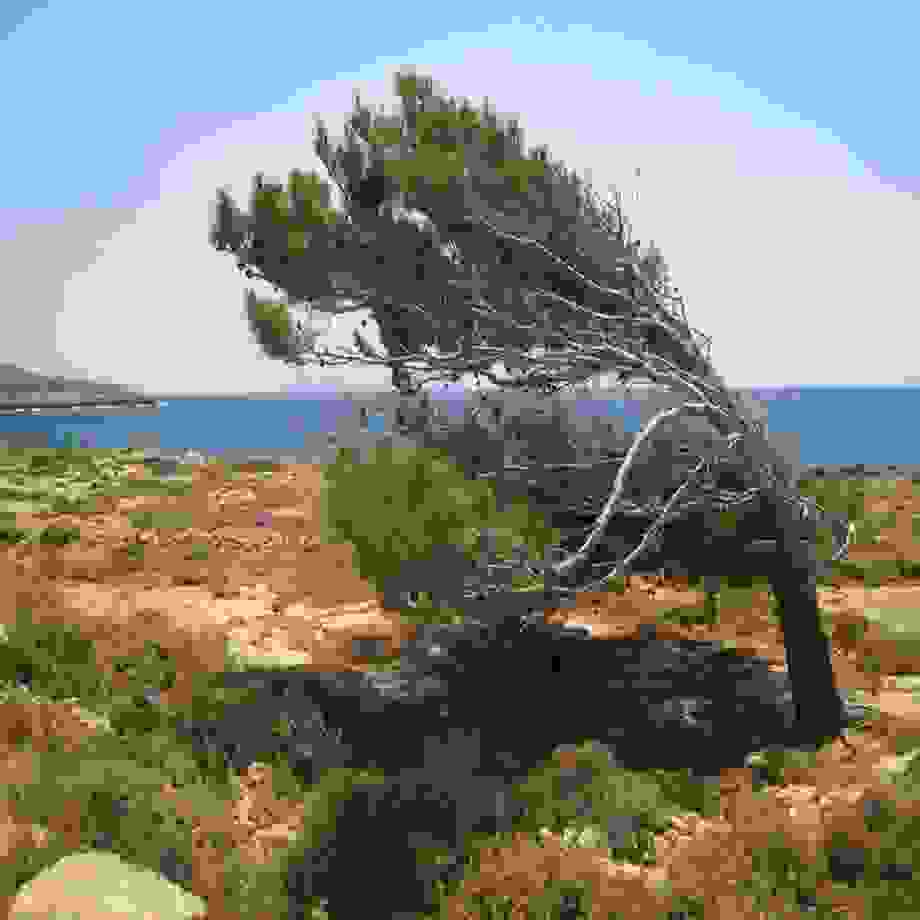 tree-wind.jpg