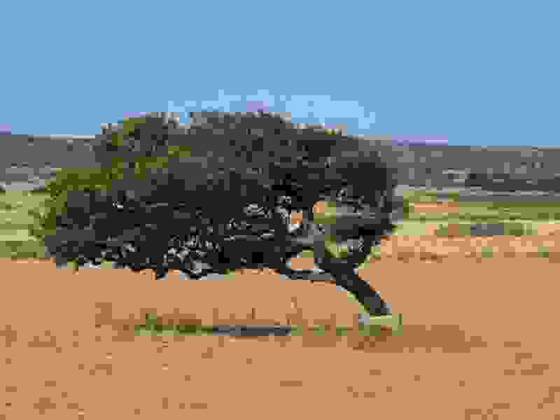 tree1.jpg