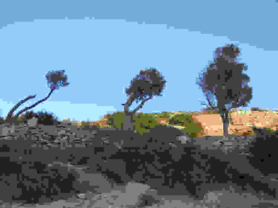 tree11.jpg