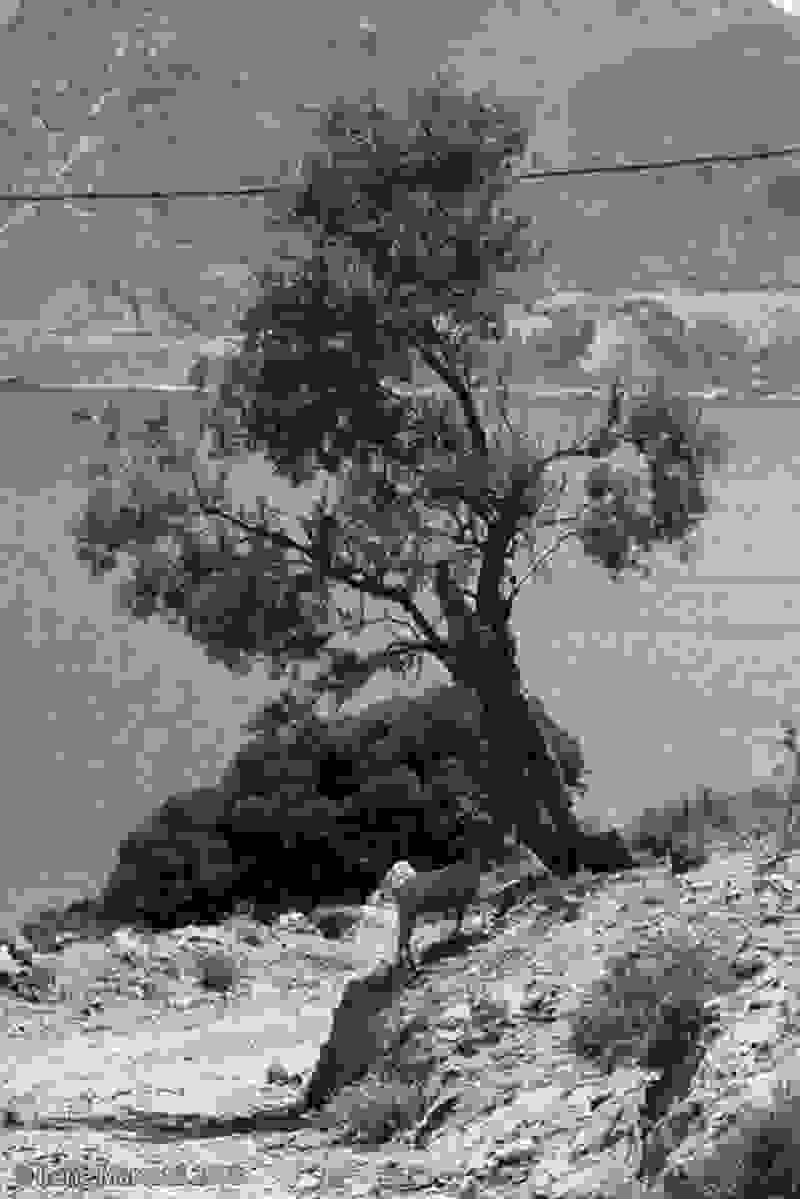 tree12.jpg