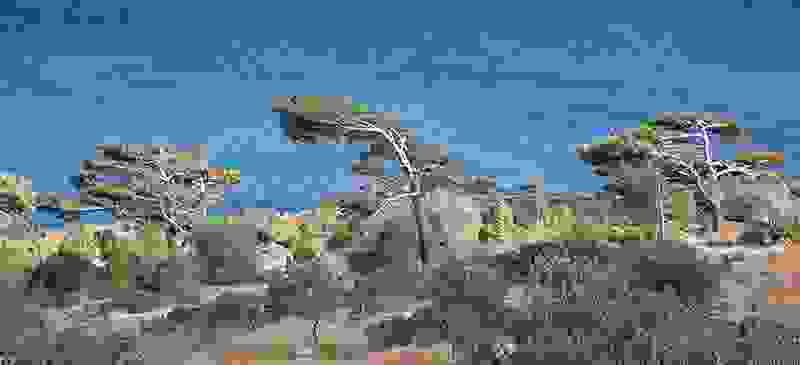 tree13.jpg