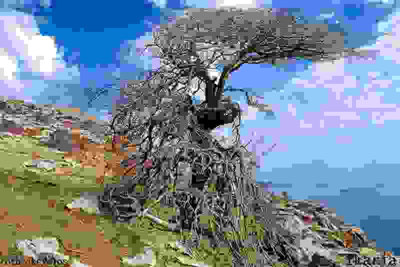 tree14.jpg