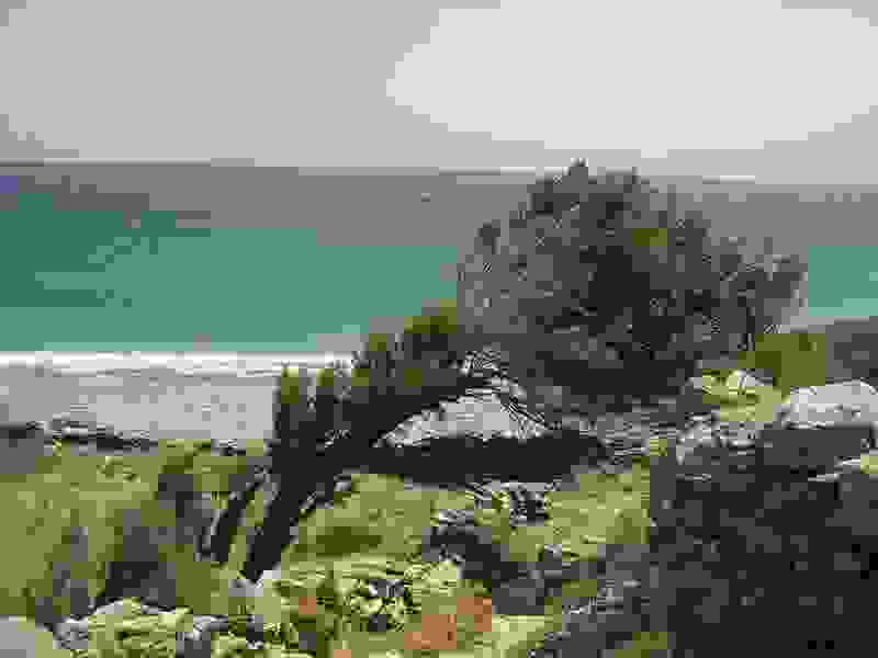 tree4.jpg
