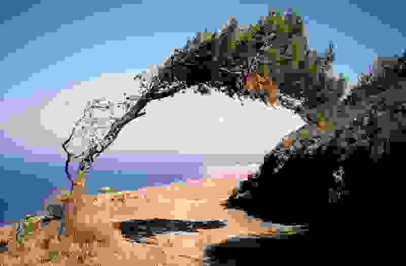 tree5.jpg