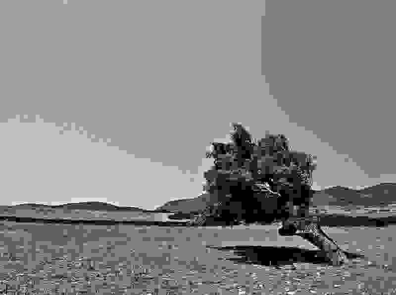 tree6.jpg