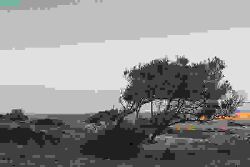 tree7.jpg