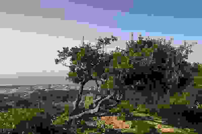 tree8.jpg