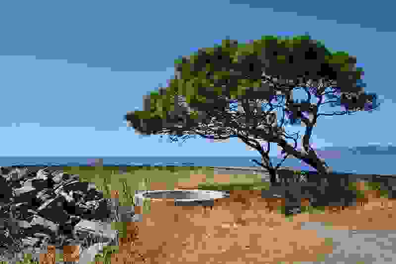 trees15.jpg
