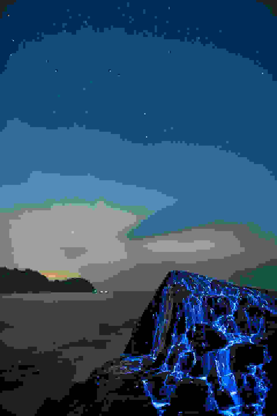viofos2.jpg