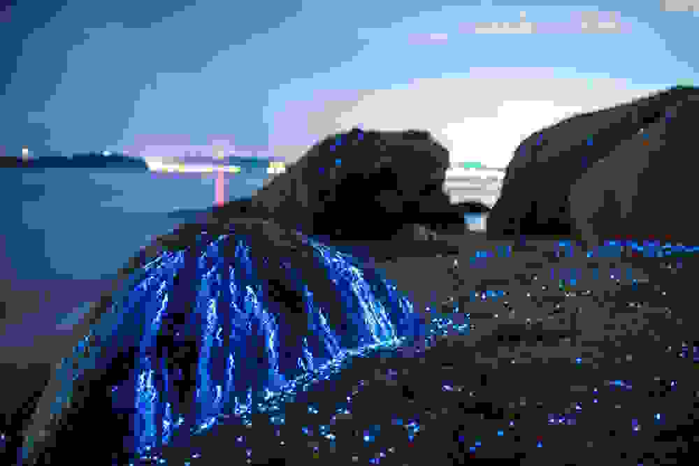 viofos3.jpg