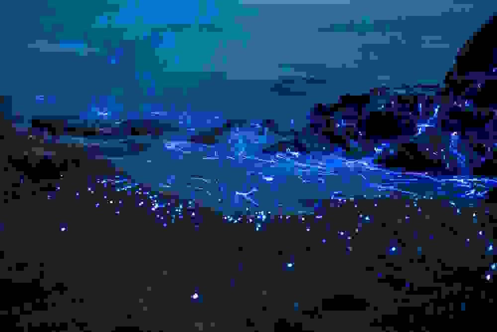 viofos4.jpg