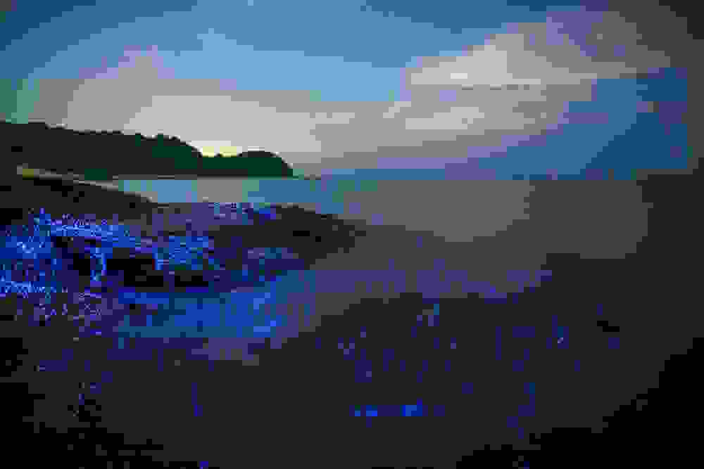 viofos6.jpg