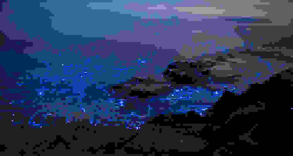 viofos7.jpg