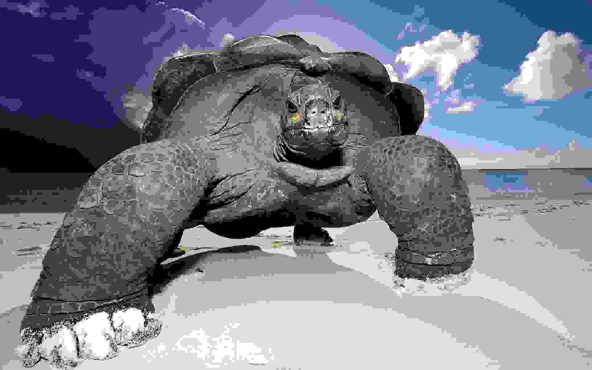 wallpaper-galapagos-giant-tortoise.jpg