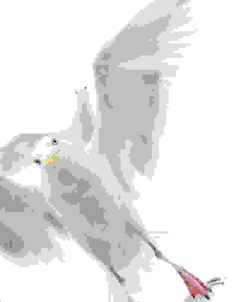 wildlife-photographer11.jpg