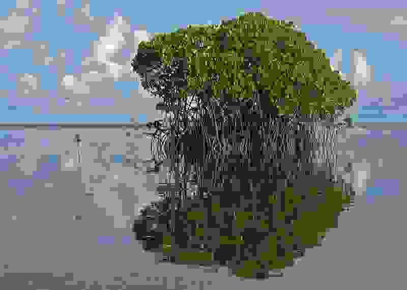 yap4.jpg