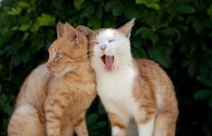 Tashirojima: Το «Νησί των γατών»