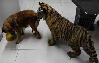 Σκύλος δείχνει σε τίγρη ποιος κάνει κουμάντο.. ( video)